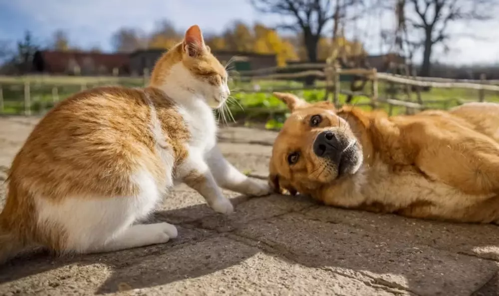 Prefeitura de Rio Negro oferece castração gratuita para cães e gatos